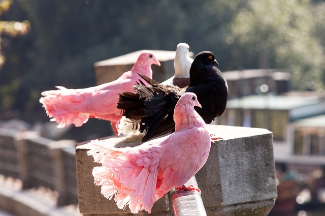 不可思议 不可思议